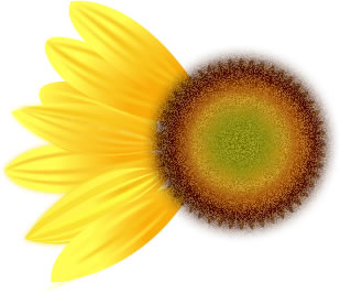 sunflower Petals