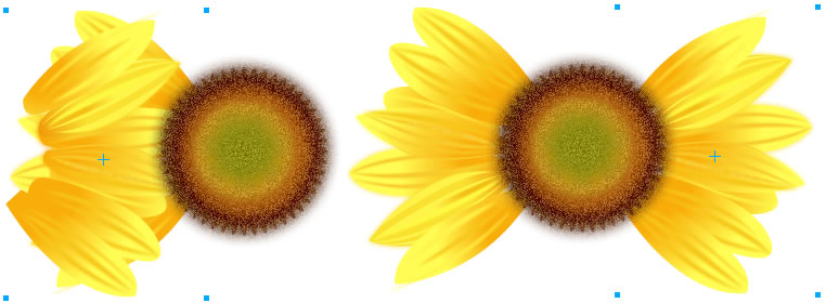 sunflower Petals